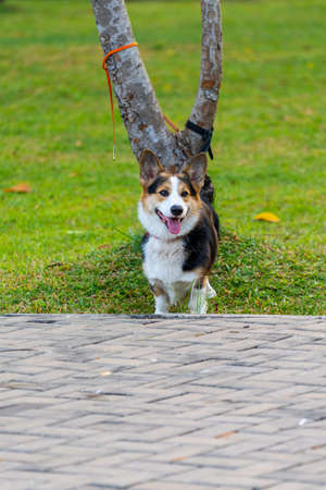 Vertical photo of tricolor Welsh Corgi dog on grass lawnの写真素材