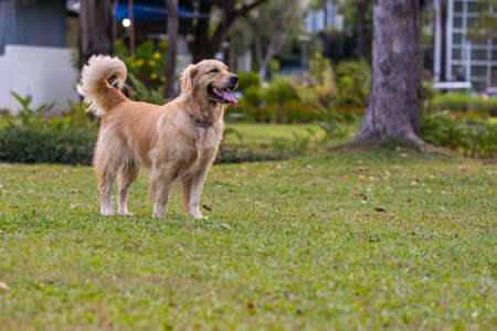 Fluffy golden retriever dog enjoy summer walk on grass lawnの写真素材