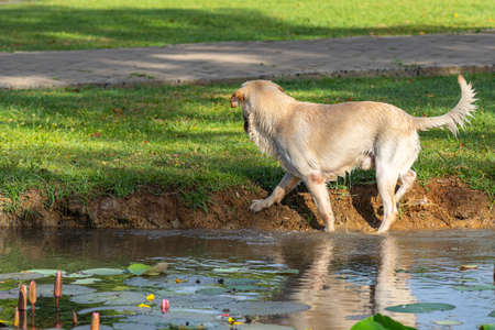 Golden retriever dog playing water and mud in the gardenの写真素材