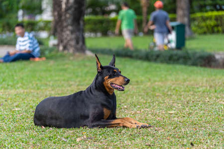 Doberman Pinscher dog enjoy his summer on grass lawnの写真素材