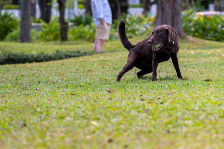 Black Labrador retriever dog playing with a ball on his mouthの写真素材