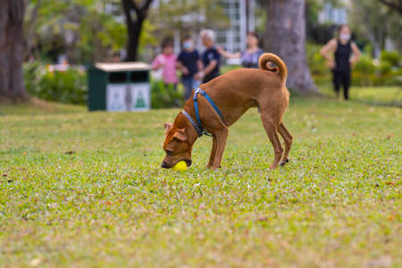 Cute puppy playing with a ball in his mouthの写真素材