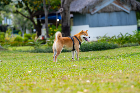 Sideview photo of Akita Inu dog standing on grass lawnの写真素材