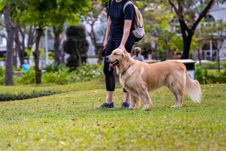 Lovely golden retriever dog walking with his owner on grass lawnの写真素材