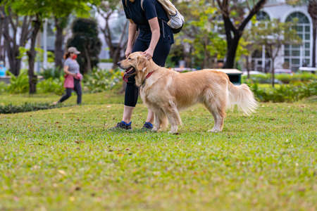 Adorable golden retriever dog walking with his owner on grassの写真素材