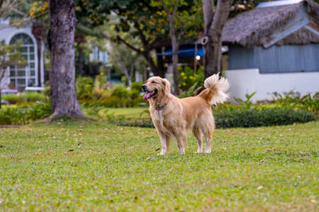 Beautiful golden retriever dog enjoy summer walk at the parkの写真素材