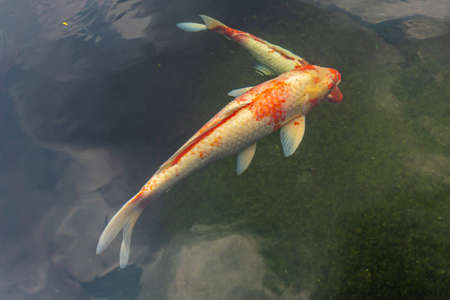 Orange and white colored Koi carp fish swimming in the waterの写真素材