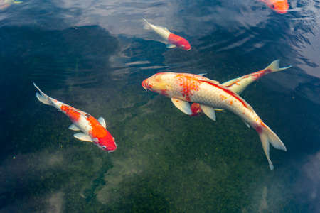 Colorful Koi carp fish swimming in the pondの写真素材