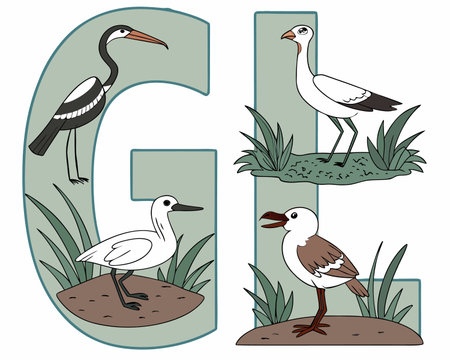 Vector letter G with seagulls and stork in the grass.のイラスト素材