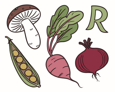 Vegetables and letter R on white background. Vector illustration.のイラスト素材