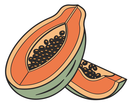 Papaya fruit icon. Healthy organic food and fresh theme. Isolated design. Vector illustrationのイラスト素材