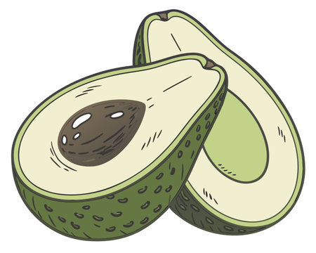 Avocado. Hand drawn vector illustration isolated on a white background.のイラスト素材