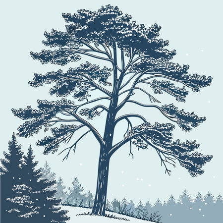 Pine tree in the winter forest. Hand drawn vector illustration.のイラスト素材