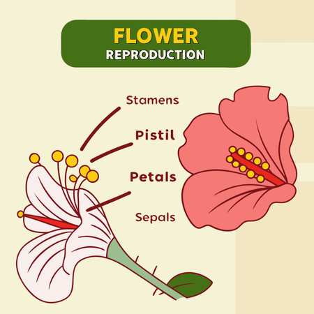 Flower design over beige background, vector illustration eps10のイラスト素材