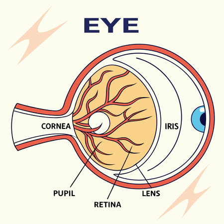 Eye anatomy. Vector illustration of human eye anatomy. Anatomy of eye.のイラスト素材