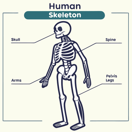 Human skeleton anatomy, vector illustration. Anatomy of human body.のイラスト素材