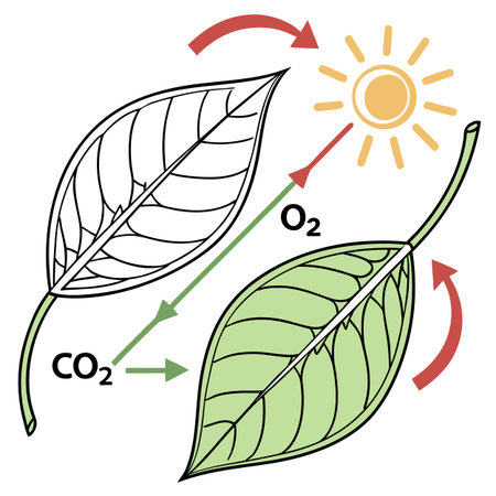 Illustration of a healthy life cycle with a leaf and a sunのイラスト素材