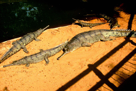 family sunbathの写真素材