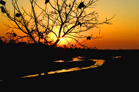 sunrise in forestの写真素材