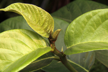 NEW BORN LEAFの写真素材