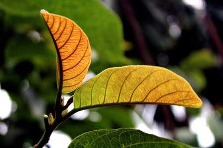 NEW LEAF