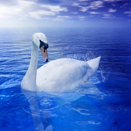  Swanの写真素材
