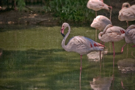 Beautiful pink flamingo walking in waterの写真素材