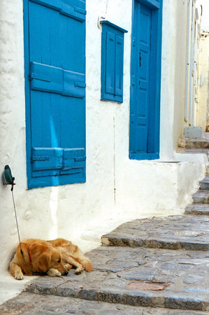 Dog at the house with blue storm shutters の写真素材