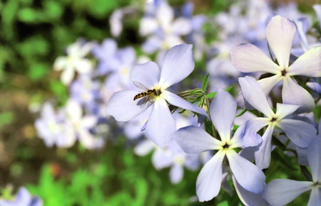 Tender flowers of lilaceous viola with a flyの写真素材