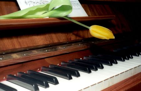 Yellow tulip and sheet music on piano keyboardの写真素材