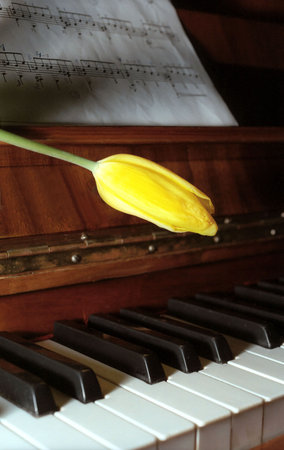 Moon light on keyboard, yellow tulip and musicの写真素材