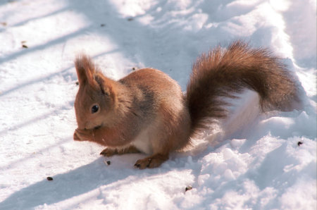 Squirrell with seed in its small pawsの写真素材