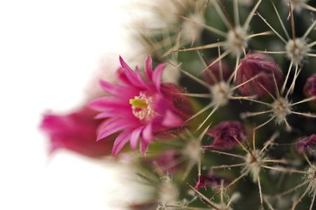 Blossoming cactus with pink flowers close upの写真素材