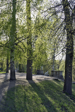 Spring trees in the parkの写真素材