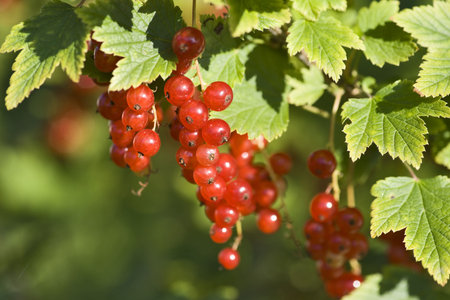 Red currant in nature close up