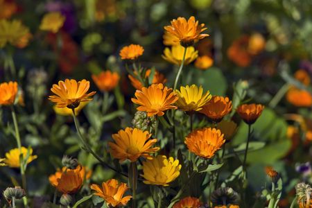 Calendula in the garden close upの写真素材