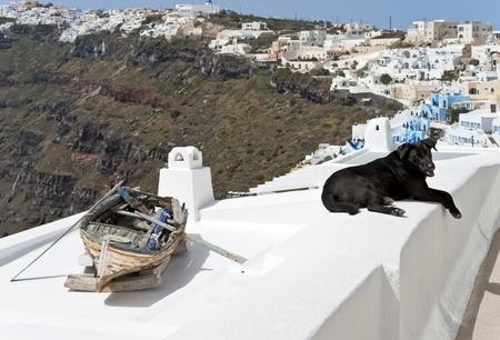 Landscape with black dog and unused decorative boat の写真素材