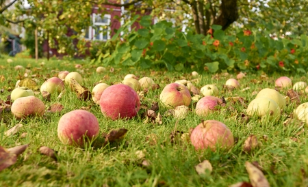 Ripe red and yellow apples on the grass in the garden の写真素材