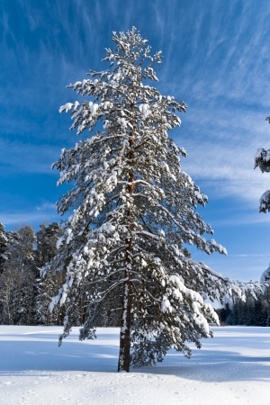 Winter forest with pine-tree and picturesque blue skyの写真素材