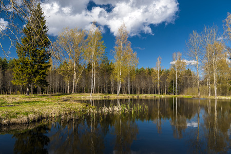 Early Spring in the park with the pond, yellow last yearの写真素材