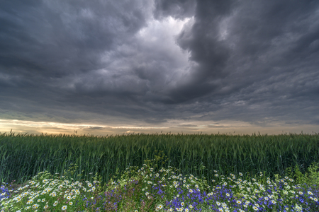 Landscape with flowers and barley field under dramatic sky before a stormの写真素材