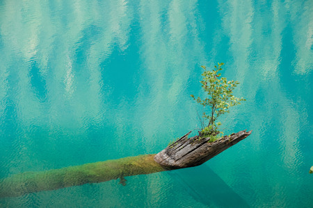 A new beginning. The sapling growing from a rotten tree fallen into the lake. Small Ritsa, Abkhaziaの写真素材