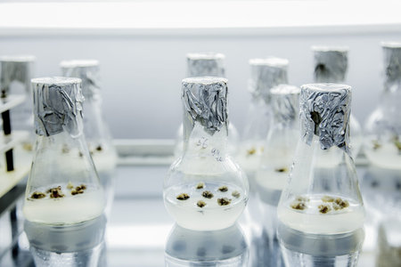 The formation of callus tissue in test flasks. Micropropagation technology in vitro