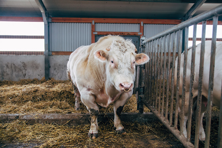 Belgian meat bull inseminator in free livestock stallの写真素材