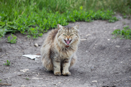 Angry evil furry fluffy courtyard cat