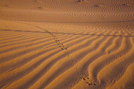 Desert dune with trace of jerboa