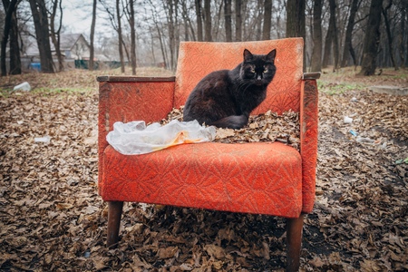 A gloomy black cat sitting on an old abandoned red armchairの写真素材