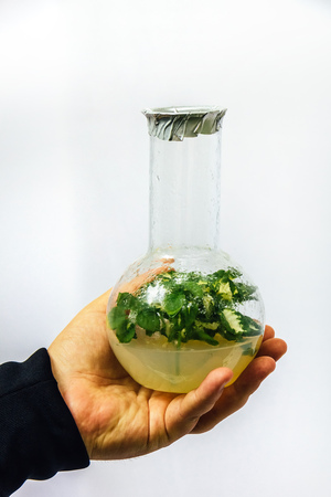 Flask with an in vitro cloned microplant in nutrient medium in researcher's handの写真素材