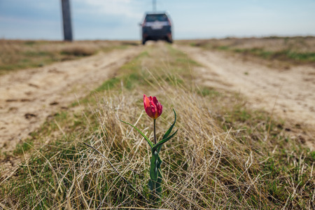 Red tulip flower in the middle of a dirt rural on car jeep backgroundの写真素材