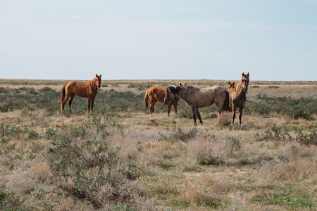 Small herd of horses standing in green desert landscapeの写真素材
